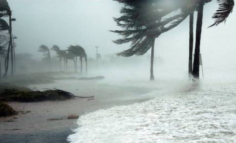 palm-trees-662x0_q70_crop-scale