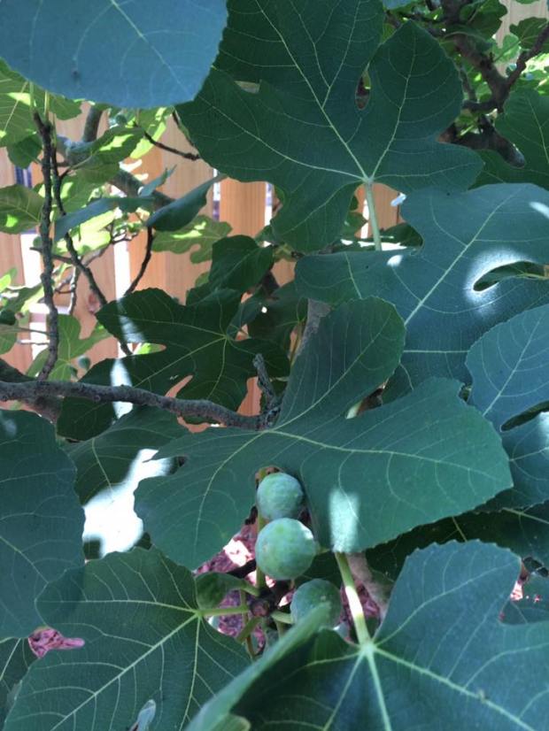 13427844_10207295533490016_4715029733622126010_n