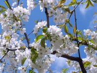 cherry-blossom-white-sky-bloom-48133
