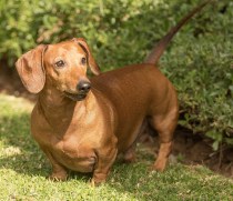 dachshund-2794944_1920