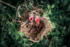 animals-baby-birds-bird-nest-1275680.jpg
