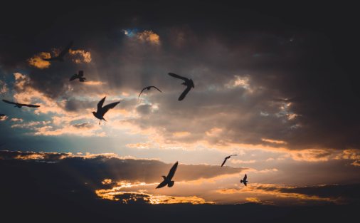 backlit-birds-clouds-721993.jpg