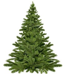 christmas-tree-1792267_1280.jpg