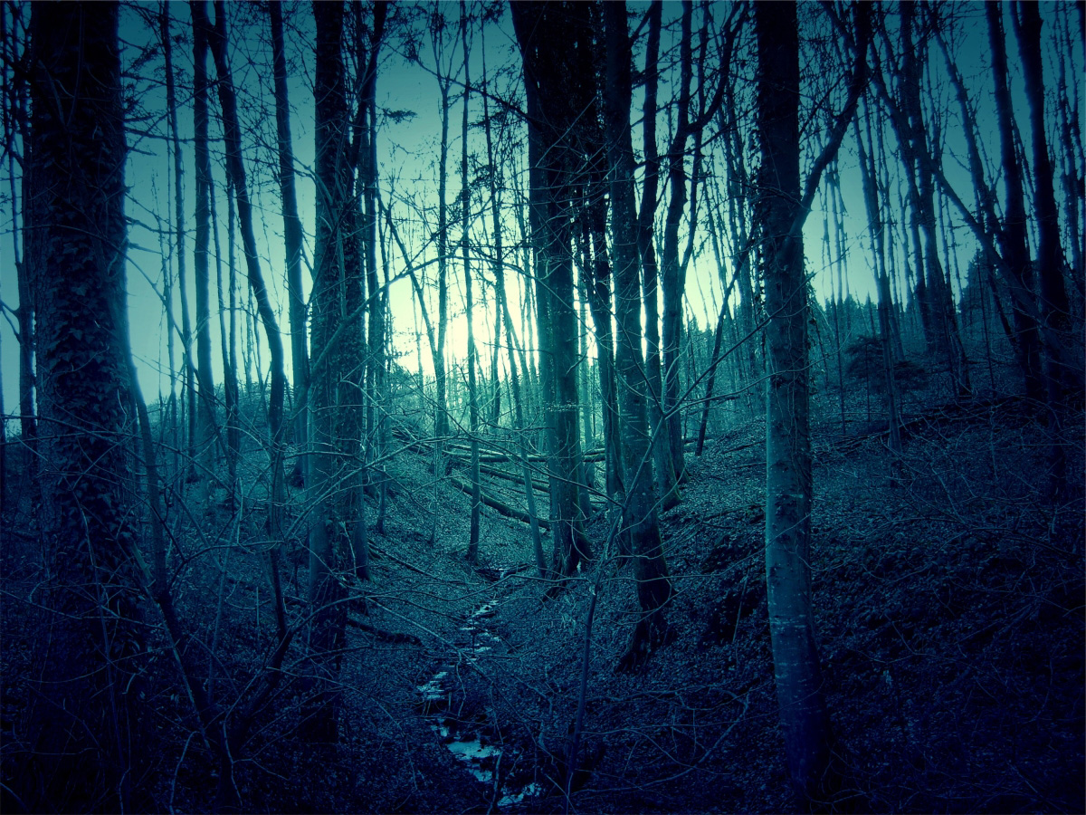 dark-forest-landscape-1.jpg