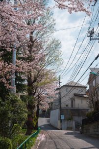 architecture-cherry-blossom-daylight-1134001