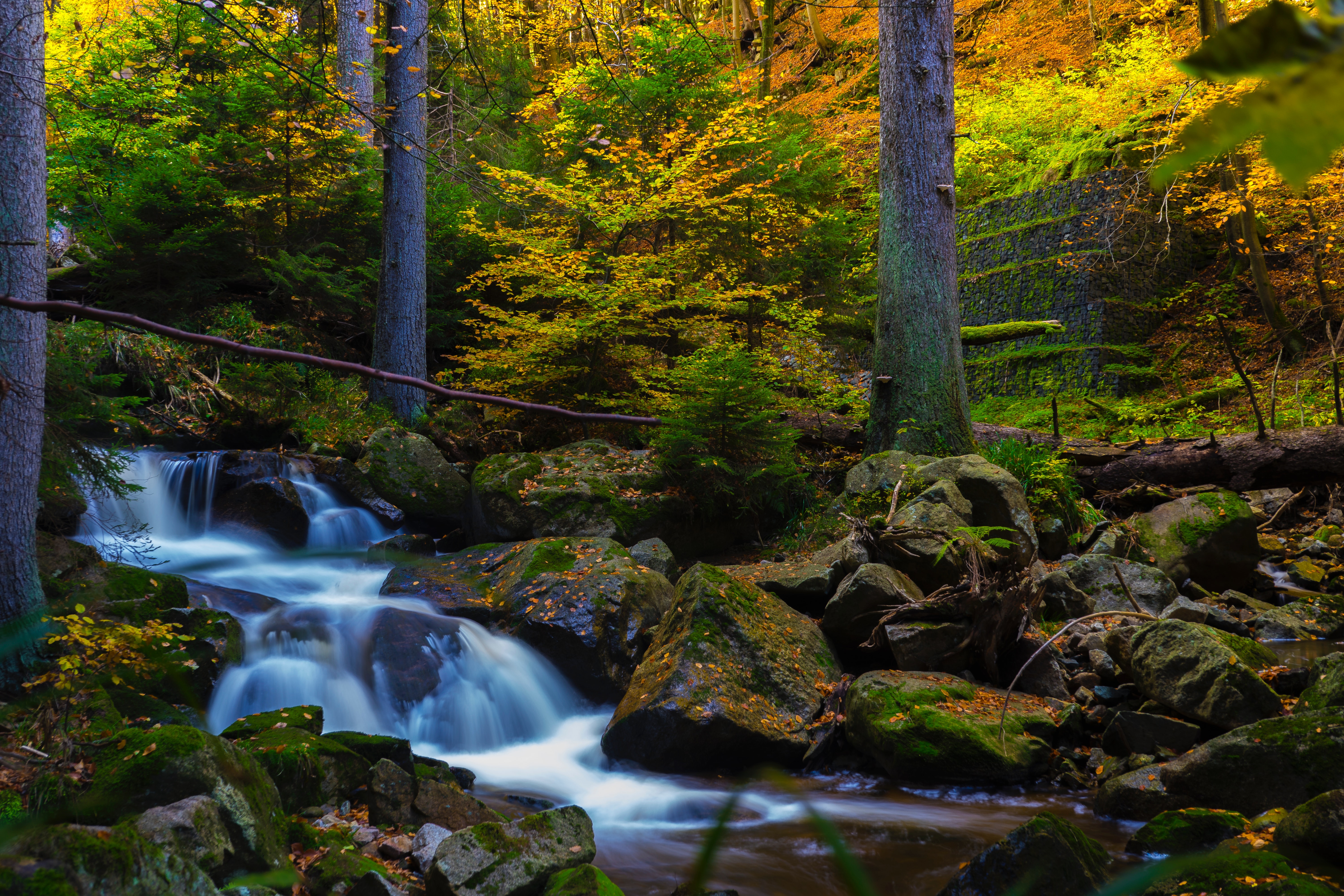 timelapse-photography-of-falls-near-trees-707915
