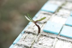 green-leafed-plant-on-sand-1438404