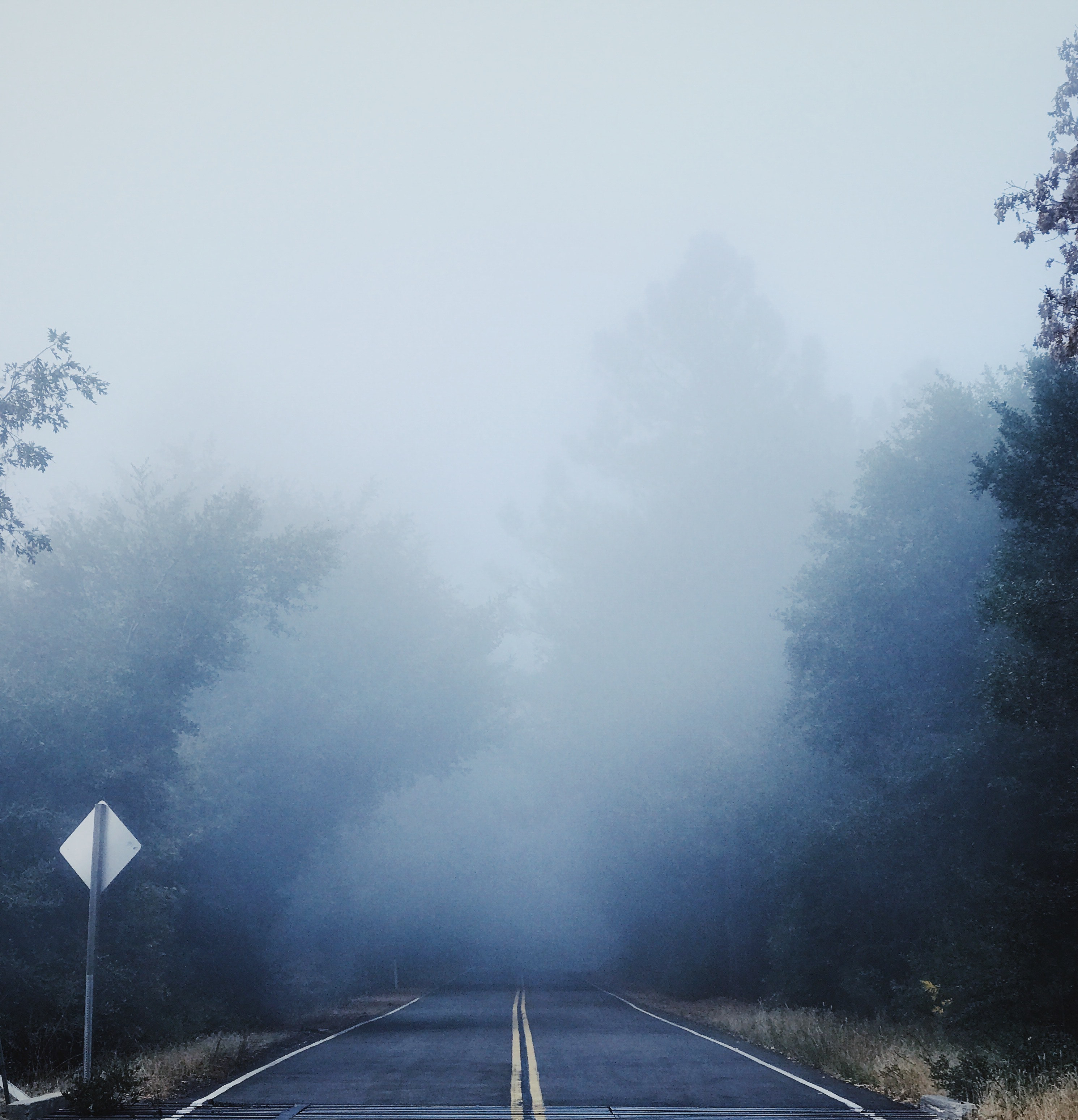 gray-concrete-road-between-trees-covered-with-fog-3808853