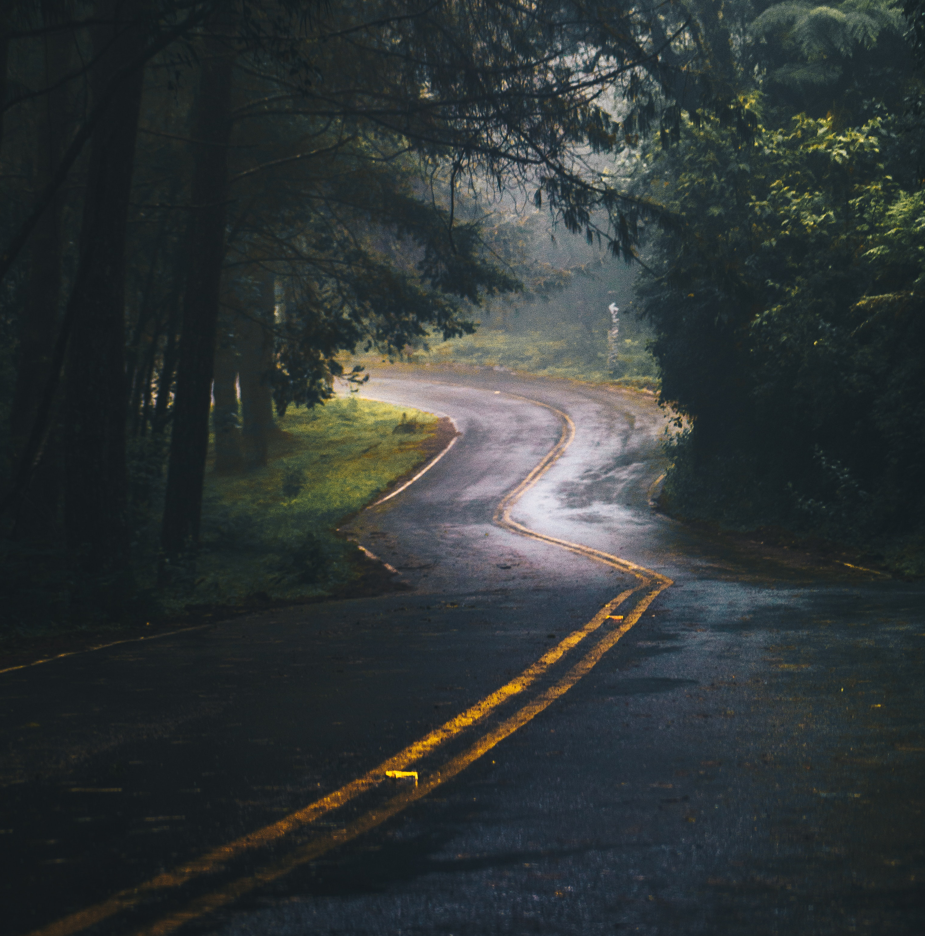 landscape-photography-of-road-and-forest-775203